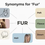 synonyms for fur
