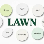 synonyms for lawn